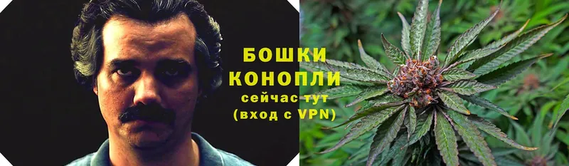 Бошки марихуана Bruce Banner  Кудрово 